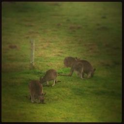 ...wallabies nearby! What a sight to wake up to! 
